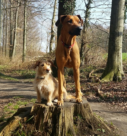 Hundewanderungen