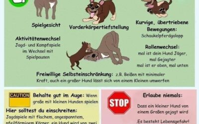 Spielverhalten unter Hunden