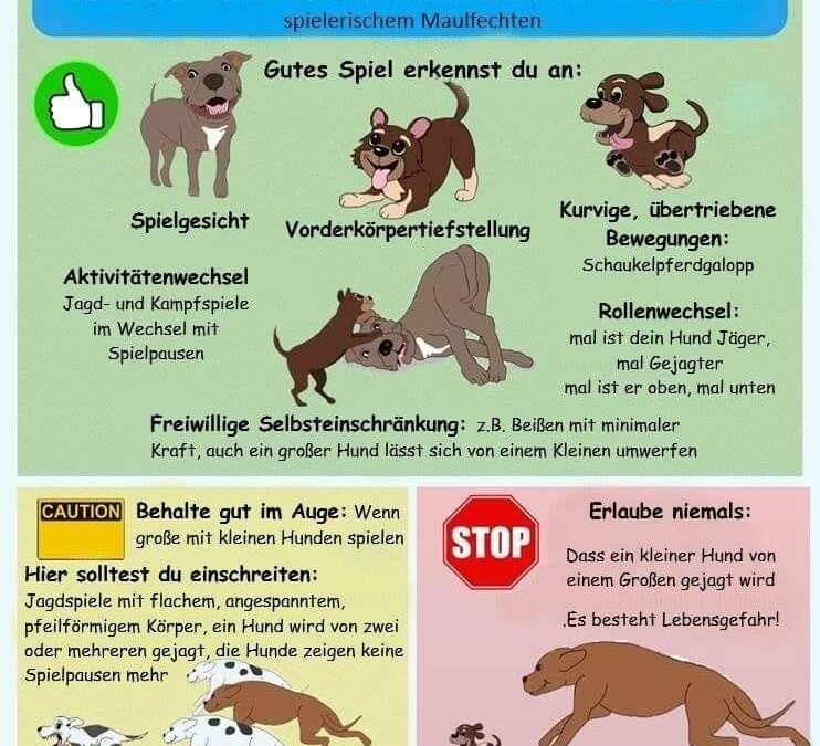 Spielverhalten unter Hunden