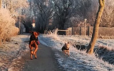 Mit dem Hund gut durch den Winter