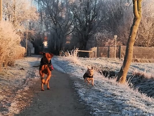Mit dem Hund gut durch den Winter