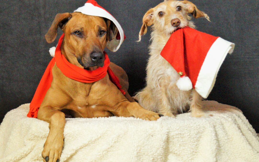 Tiere unterm Weihnachtsbaum